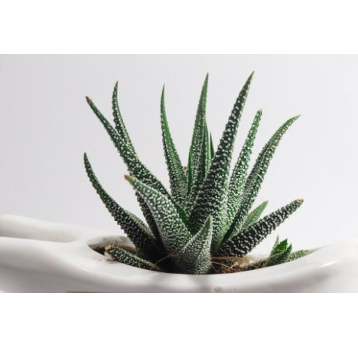 Aloe Vera: Top Uses for This Easy-to-Grow Plant